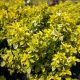 EUONYMUS GOLD SPLASH #3