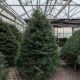 CONCOLOR FIR 9-10' CUT