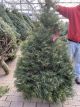 CONCOLOR FIR 5-6' CUT