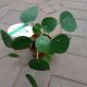 PILEA [FRIENDSHIP PLANT]