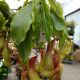 CARNIVOROUS PITCHER PLANT