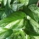 POTHOS MARBLE QUEEN