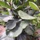 FICUS 12