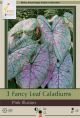 CALADIUM PINK ILLUSION