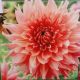 BULB DAHLIA DINNER PLATE FAIRWAY SPUR