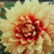 BULB DAHLIA DINNER PLATE DAZZLING SUN