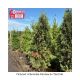 ARBORVITAE FAIRVIEW 5 '- 6'