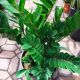 ZZ PLANT 14