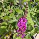 BUTTERFLY BUSH MISS VIOLET #3