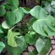 PHILODENDRON 10
