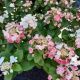 HYDRANGEA LITTLE QUICK FIRE #2