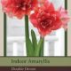 BULB AMARYLLIS DOUBLE DREAM