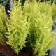 CYPRESS LEMON 2.5