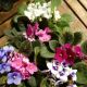 AFRICAN VIOLET 5