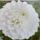 BULB DAHLIA BOOM BOOM WHITE