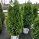 ARBORVITAE NORTH POLE #7