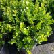 BOXWOOD BABY GEM #3