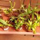 CARNIVOROUS 2