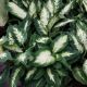 DIEFFENBACHIA 4