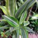 DRACAENA 10
