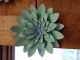 SUCCULENT WALL DECOR