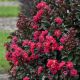 CRAPEMYRTLE BARISTA CHERRY MOCHA #3