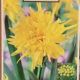 NARCISSUS RIP VAN WINKLE 7PP