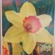 NARCISSUS RED DEVON 7PP