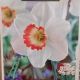 NARCISSUS PINK CHARM 7PP