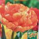 TULIP SUNLOVER 7PP