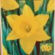 NARCISSUS UNSURPASSABLE 7PP