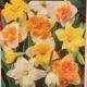 NARCISSUS BUTTERFLY MIXTURE 7PP
