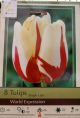 TULIP WORLD EXPRESSION 8PP