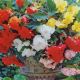 BEGONIA CASCADE PEDULA MIX