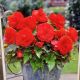 BULB BEGONIA SUPERBA RED