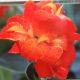 BULB CANNA LILY HAPPY CLEO