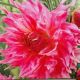 BULB DAHLIA DINNER PLATE PENHILL WATERMELON