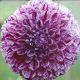 BULB DAHLIA MARBLE BALL