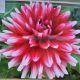 BULB DAHLIA JOWEY MORRIS 2PP