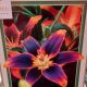 BULB LILY ASIATIC FOREVER SUSAN