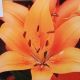 BULB ASIATIC LILY MATRIX ORANGE