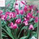 BULB CHINESE GROUND ORCHID PINK