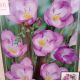 BULB FREESIA SINGLE BLUE