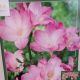 BULB FREESIA SINGLE PINK