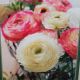 BULB RANUNCULUS AVIV PASTEL MIX