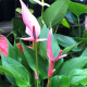 ANTHURIUM LILLI