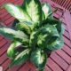 DIEFFENBACHIA CAMILLE 6
