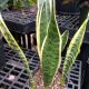 SNAKE PLANT LAURENTII 6