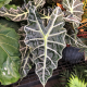 ALOCASIA POLLY