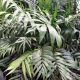 PALM PARLOUR 10